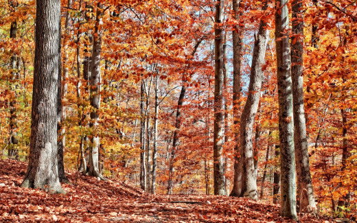 501034 (a): :2560x1600